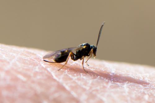 Réf. 201 054 : Tersilochinae inconnu